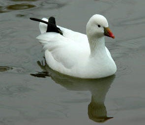 Canada goose hotsell wikipedia nederlands